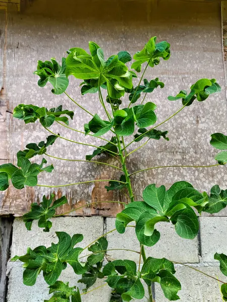 Bina duvarı arka planında kıvırcık patates fabrikası