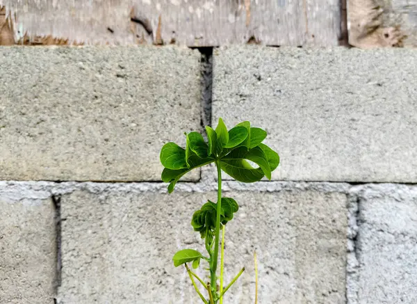Kıvırcık patates yapraklarına yakın.