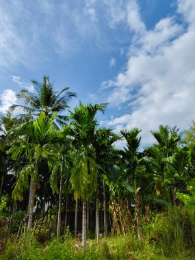 Areca nut korusu ve hindistan cevizi ağaçları bulutlu mavi gökyüzü arkaplanı