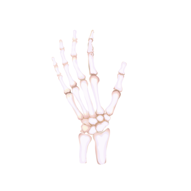 Geçmişi olmayan insan eli iskeleti.