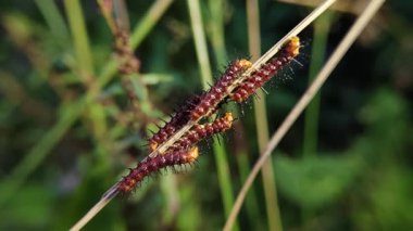 Birçok körfez Fritillary (Agraulis vanilya) tırtılları bir gövde üzerinde toplanır. Bu tırtıllar parlak turuncu renkleri ve siyah dikenleriyle tanınırlar..