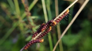 Birçok körfez Fritillary (Agraulis vanilya) tırtılları bir gövde üzerinde toplanır. Bu tırtıllar parlak turuncu renkleri ve siyah dikenleriyle tanınırlar..