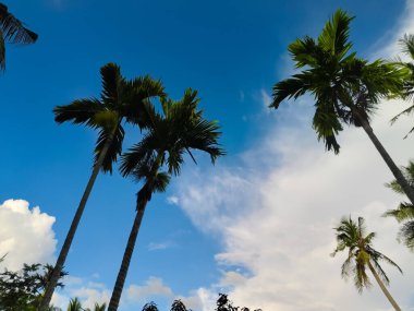 Bahçede bulutlu mavi gökyüzü arka planına sahip fındık ağacı