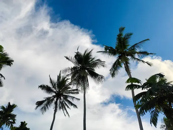 Hindistan cevizi koruluğu yazın bulutlu mavi gökyüzü arkaplanı