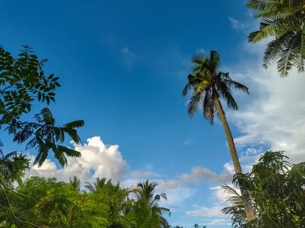 Bulutlu mavi gökyüzü arkaplanı olan ağaçlar