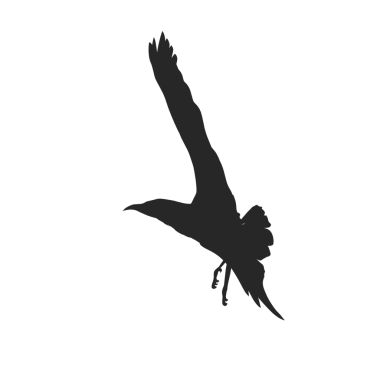 Uçan martıların siluetleri arka plan olmadan havada süzülüyor