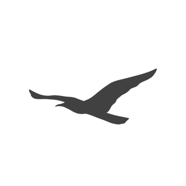 Uçan martıların siluetleri arka plan olmadan havada süzülüyor