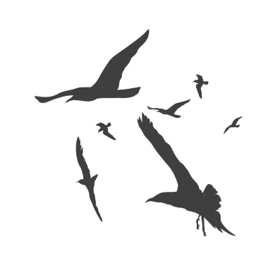 Arka plan olmadan birlikte uçan bir kuş sürüsünün silueti.