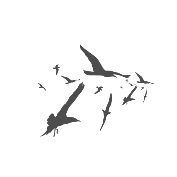 Arka plan olmadan birlikte uçan bir kuş sürüsünün silueti.