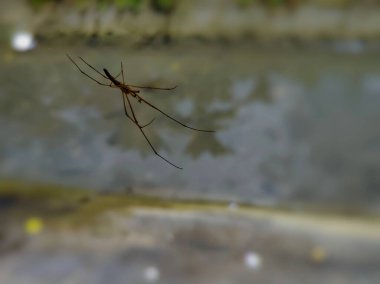 Tetragnatha 'ya yakın nehir kıyısında geniş bir örümcek var.