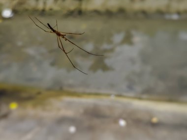 Tetragnatha 'ya yakın nehir kıyısında geniş bir örümcek var.