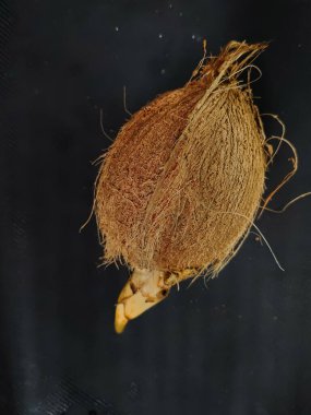 Soyulmuş yaşlı hindistan cevizinin genç filizleriyle yakın plan.