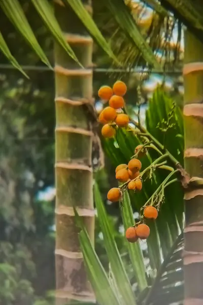 Bahçede meyve taşıyan fındık ağacı