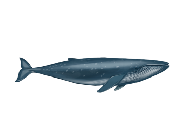 Arka planı olmayan büyük bir mavi balinanın çizimi