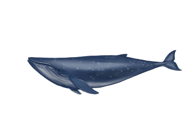 Geçmişi olmayan mavi balina çizimi