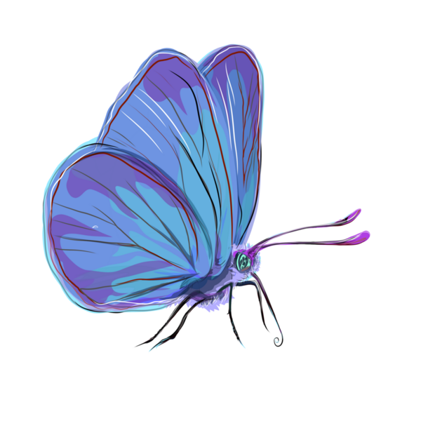 Geçmişi olmayan mavi kelebek çizimi