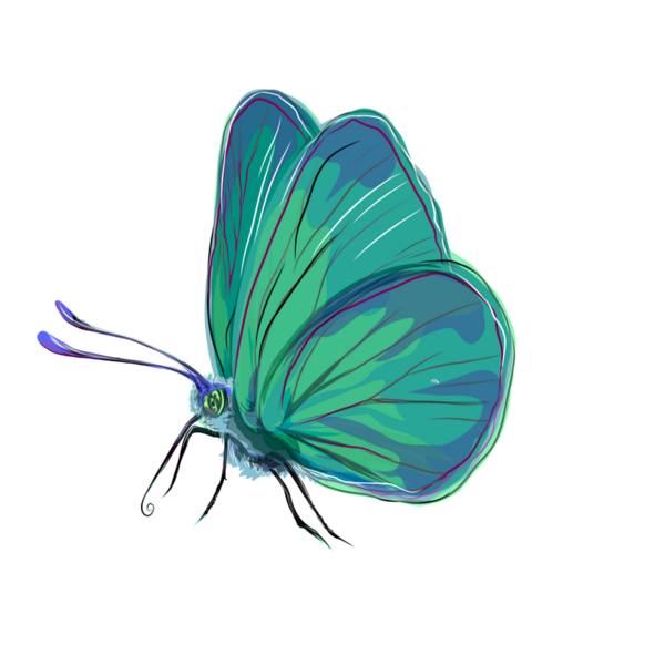 Geçmişi olmayan mavimsi yeşil bir kelebeğin çizimi