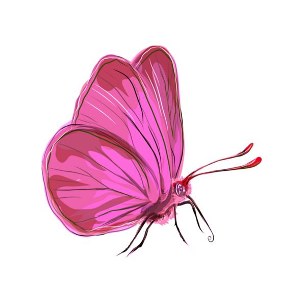 Geçmişi olmayan pembe bir kelebeğin çizimi