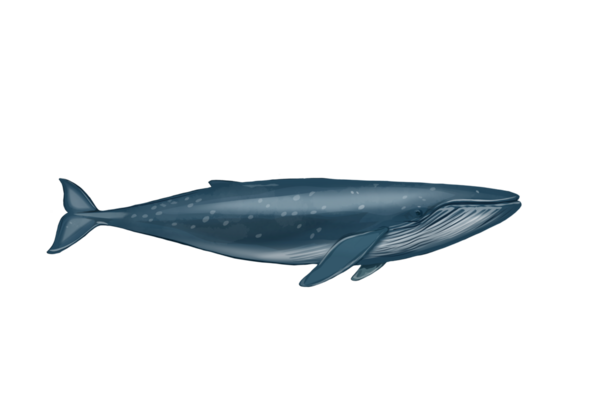 Arka planı olmayan büyük bir mavi balinanın çizimi