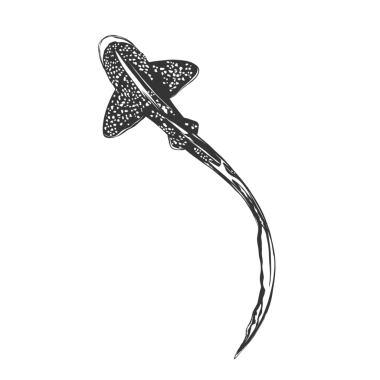 Arkaplansız leopar köpekbalığı vektör simgesi