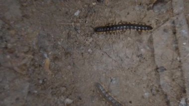 Sarı benekli kırkayaklar veya Harpaphe haydenana (Anoplodesmus Saussurii)