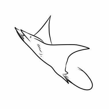 Mobula ışınının çizimi (Mobula hipostomu) sudan atlıyor