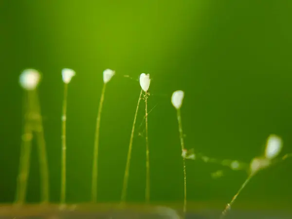 Udumbara çiçeğini kapat veya yeşil yapraklı Youtan poluo
