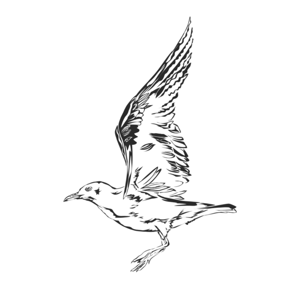 Arka plan olmadan uçan bir martının soyut silueti