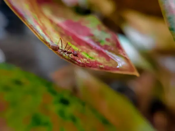 Yaprak üzerinde aşırı kırmızı dokumacı karınca (Oecophylla smaragdina) makrosu