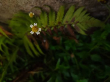 Tridax papatya çiçeğini açık hava bahçesinde kapat (Tridax procumbens)