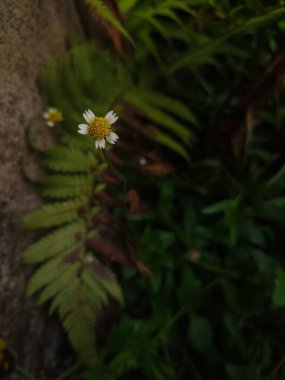 Tridax papatya çiçeğini açık hava bahçesinde kapat (Tridax procumbens)