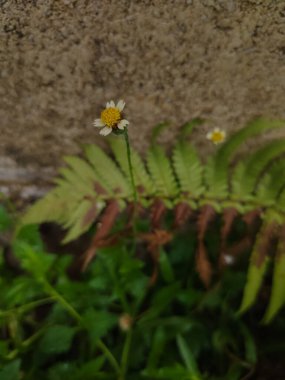 Tridax papatya çiçeğini açık hava bahçesinde kapat (Tridax procumbens)