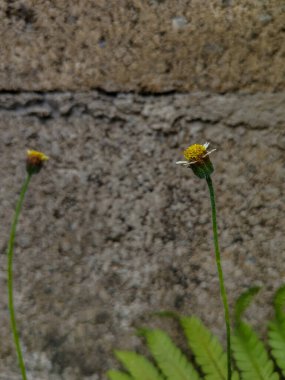 Tridax papatya çiçeğini açık hava bahçesinde kapat (Tridax procumbens)