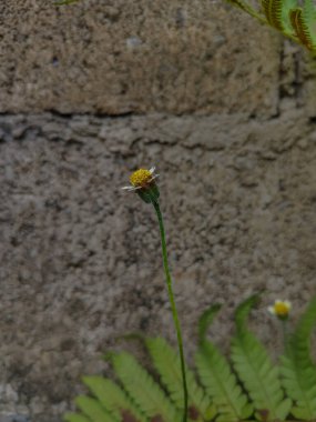 Tridax papatya çiçeğini açık hava bahçesinde kapat (Tridax procumbens)
