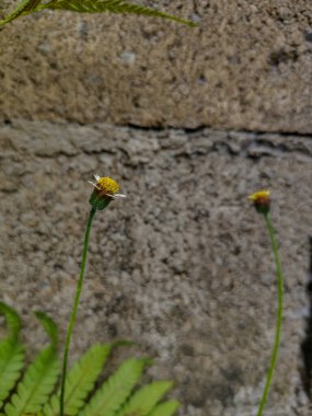 Tridax papatya çiçeğini açık hava bahçesinde kapat (Tridax procumbens)