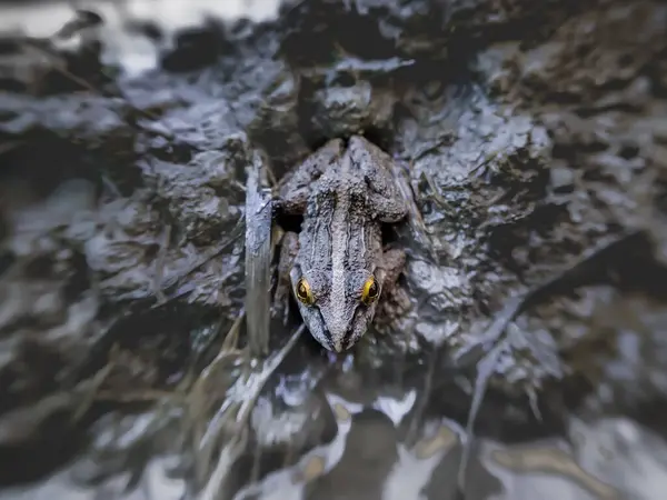 Gri Nehir Kurbağası (Strongylopus grayii) ayrıca Tıkırdayan Akış Kurbağası olarak da bilinir.