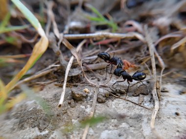 Japon marangoz karıncayı kapat (Camponotus japonicus)