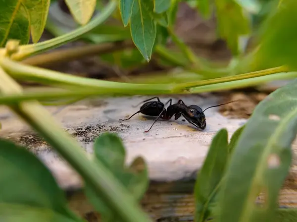 Yaprakların arkasındaki siyah karıncaları kapat (Camponotus japonicus)