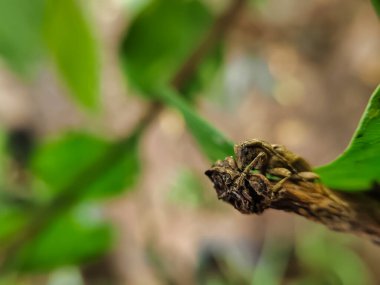Buğday böceği veya boynuz böceği (Coleoptera-Cerambycidae)