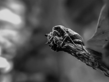 Buğday böceği veya boynuz böceği (Coleoptera-Cerambycidae