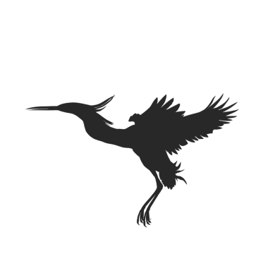 Agami Heron 'un silueti arka plan olmadan uçuyor.