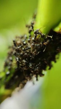 Bir mango ağacı dalındaki aşırı makro siyah karınca kolonisi.