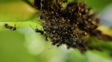 Bir mango ağacı dalındaki aşırı makro siyah karınca kolonisi.