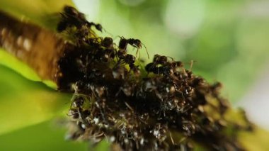 Bir mango ağacı dalındaki aşırı makro siyah karınca kolonisi.