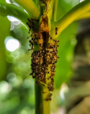 Bir mango ağacı dalındaki aşırı makro siyah karınca kolonisi.