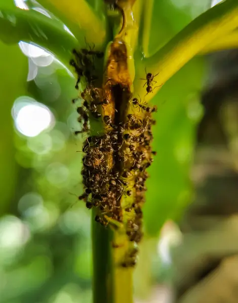 Bir mango ağacı dalındaki aşırı makro siyah karınca kolonisi.