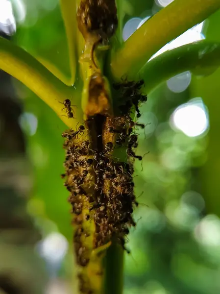 Bir mango ağacı dalındaki aşırı makro siyah karınca kolonisi.