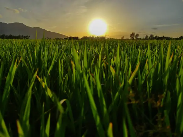 Pirinç tarlalarının manzarası ve dağlarda gün batımı bir zemin gibi.