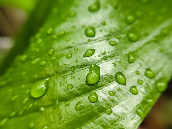 Yaprak Su damlacıkları ile yakın çekim