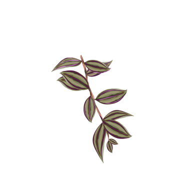 Arkaplanı olmayan süs bitkilerine tırmanmak